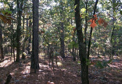 Trees in a forest. Trees in a forest.