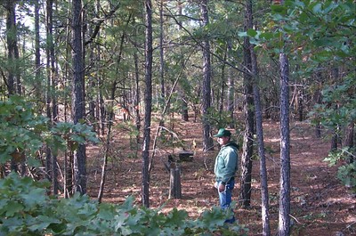A man standing in thee forest looking at trees. A man standing in thee forest looking at trees.