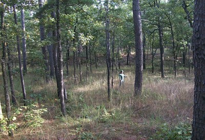 A person standing in a forest of trees. A person standing in a forest of trees.