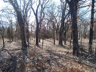 Fire Frequency In Post Oak Oak-blackjack Oak Forest 