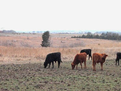 Brown and white cattle standing in a field that has green grass growing from a burned spot. Brown and white cattle standing in a field that has green grass growing from a burned spot.