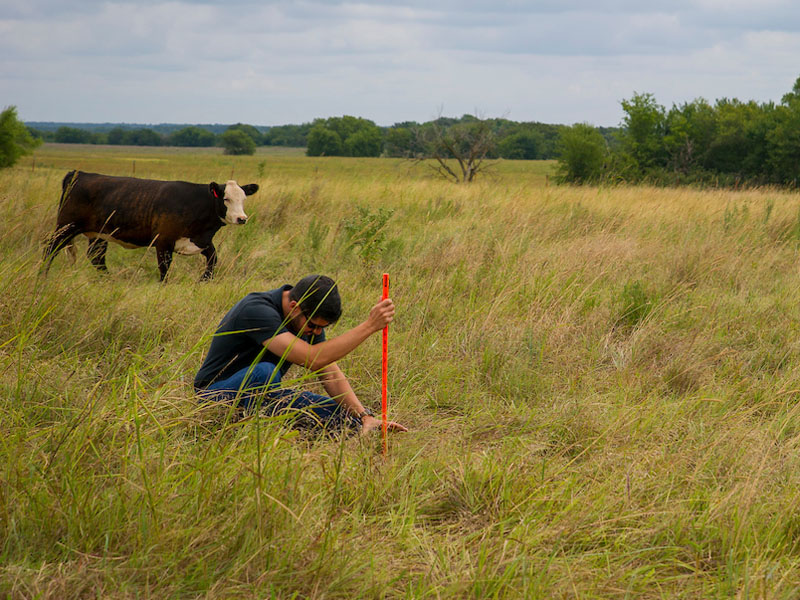 A man kneeling in a field of grass measuring the grass.