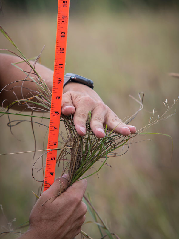 A handful of grass measuring the height.
