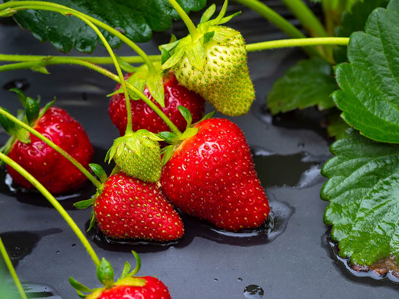 Strawberries growing off the vine.