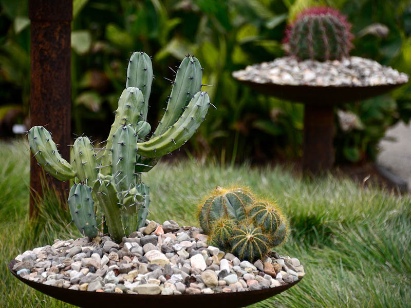 Cactus in planters filled with rocks placed on grass.