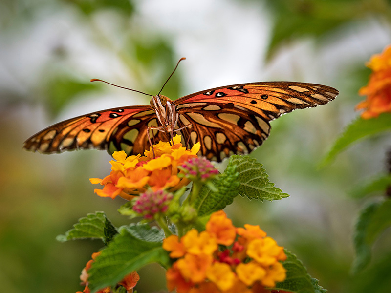 A brown butterfly atop an orange flower petal.