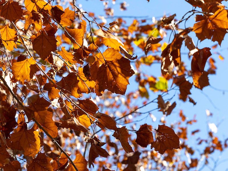 Fall leaves on a tree.