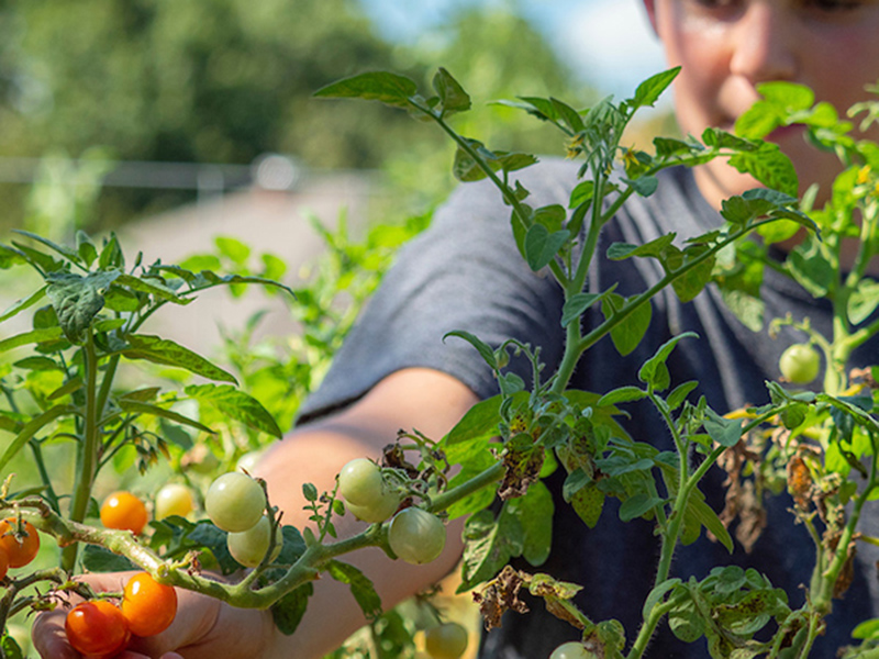 A person examines a tomato plant with green leaves.