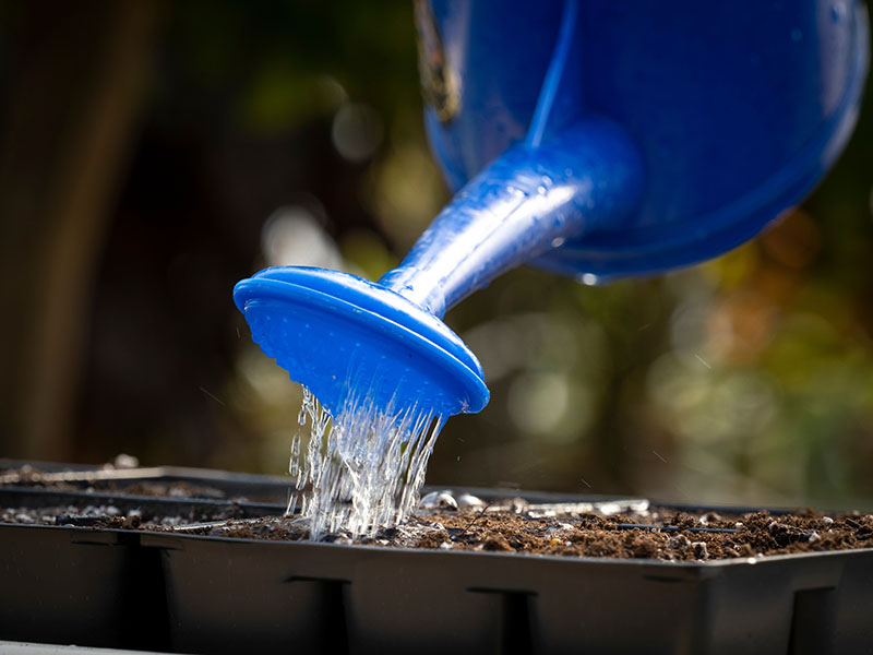 A blue watering can has water flowing from it to water a tray of seeds in the dirt.