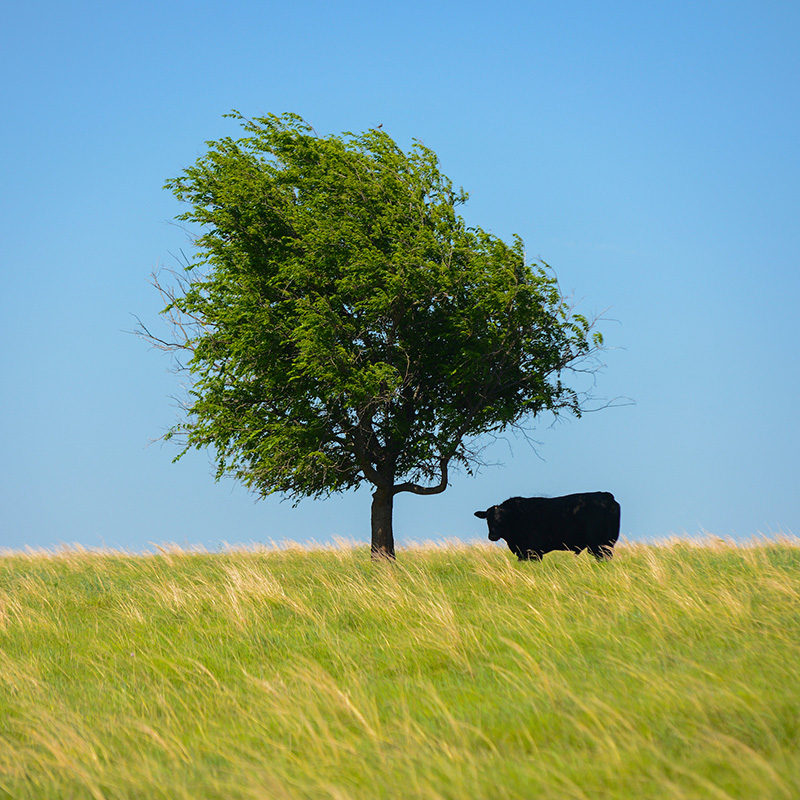A bulls standing underneath a tree on a hill.