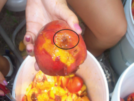 Circled bruised peach from plum curculio.