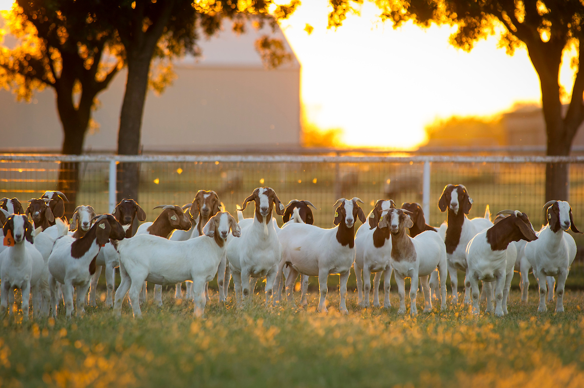 Breeds of Goats  Oklahoma State University