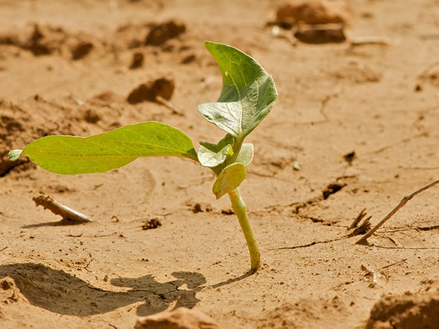 plant in dry soil