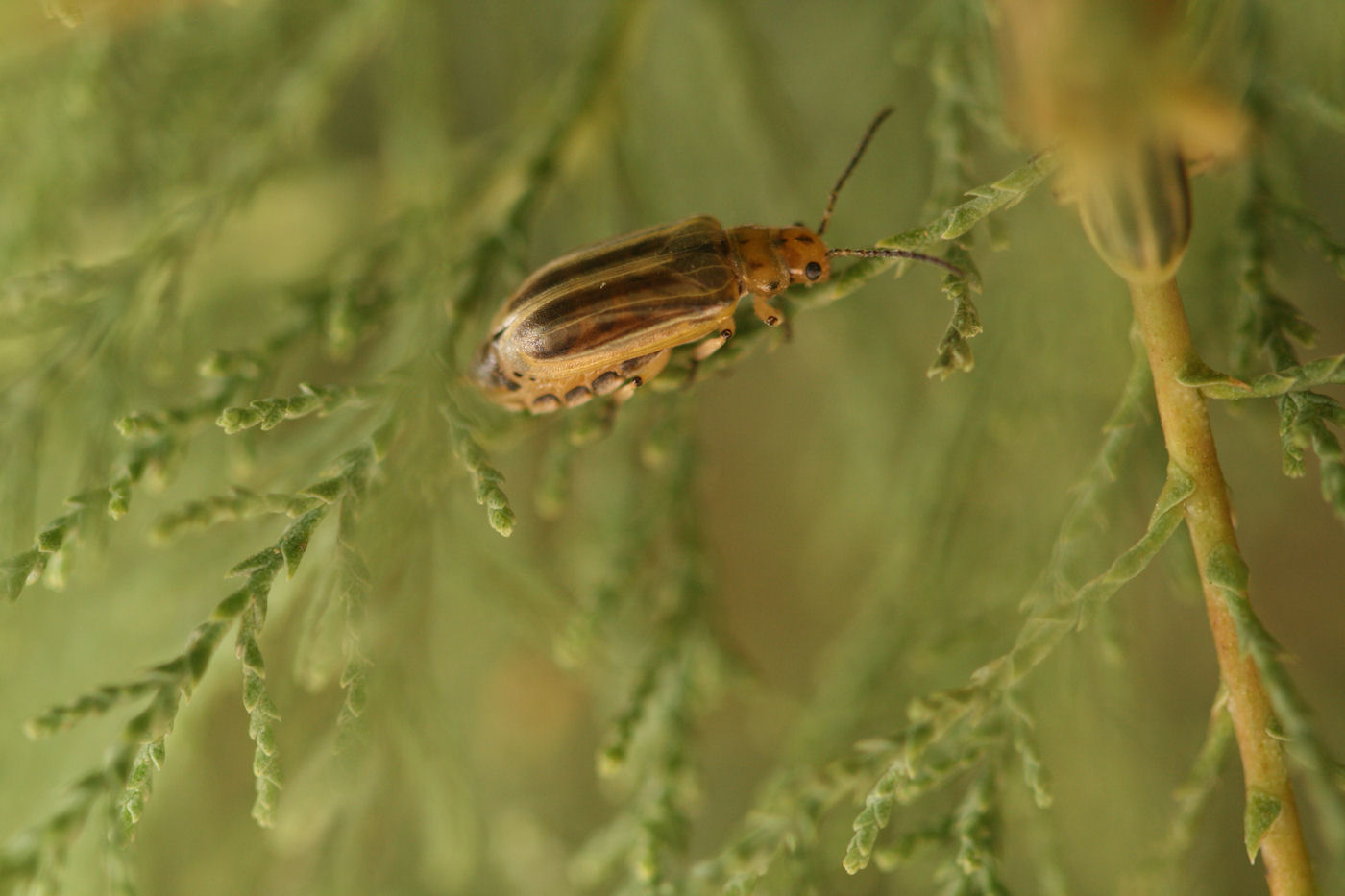 Diorhabda carinata
