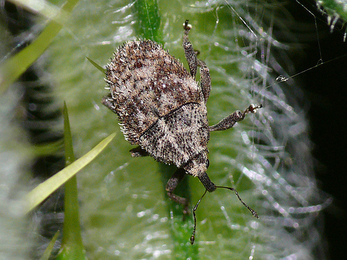 Trichosirocalus horridus