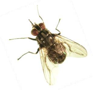 An adult stable fly with large round eyes against a white background.