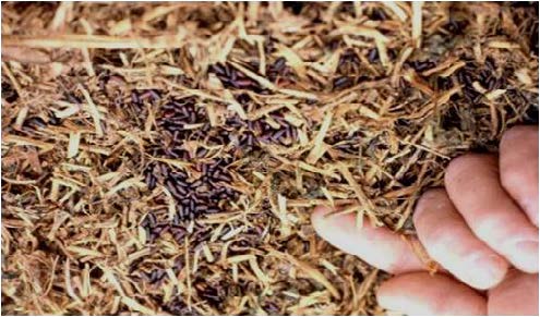 A finger pointing to stable fly pupae laying in hay.