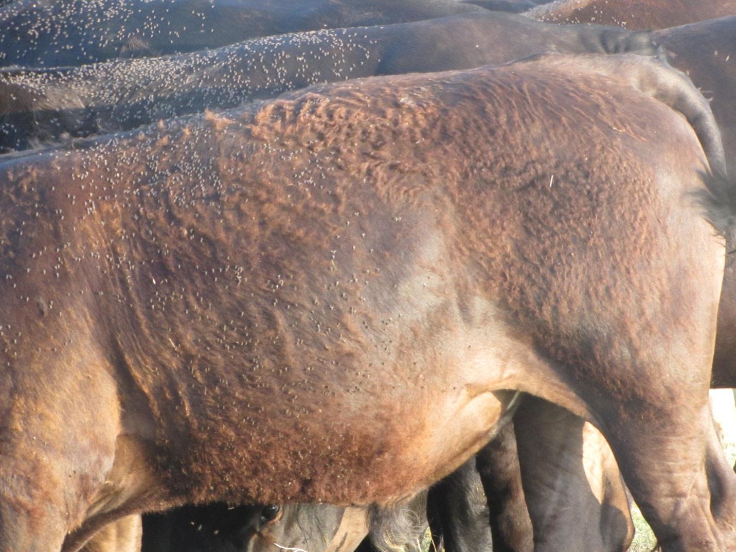 The hind quarters of a cow covered in horn flies.