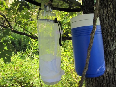 A blue thermus cooler hanging in a tree next to a clear bag trap. A blue thermus cooler hanging in a tree next to a clear bag trap.