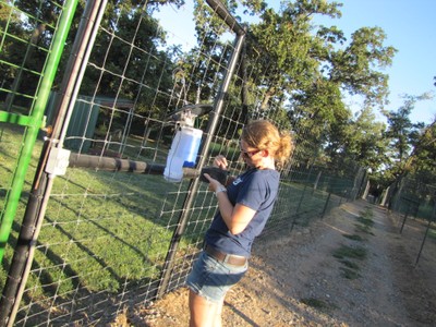 A woman connecting a battery to a light and fan in a clear bag trap hanging on a fence. A woman connecting a battery to a light and fan in a clear bag trap hanging on a fence.