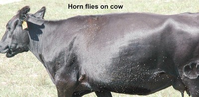 A large amount of horn flies on the sides and belly of a black cow. A large amount of horn flies on the sides and belly of a black cow.