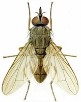 A light brown/green colored fly on a white background. 