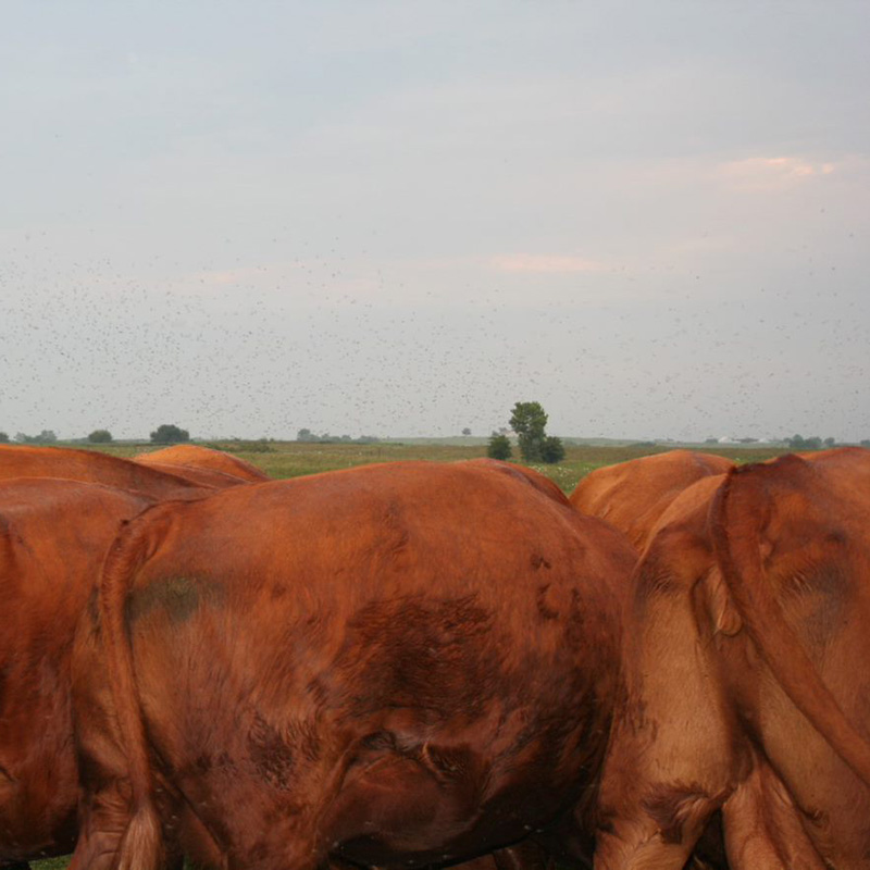 Horn flies on the back of a red cow.