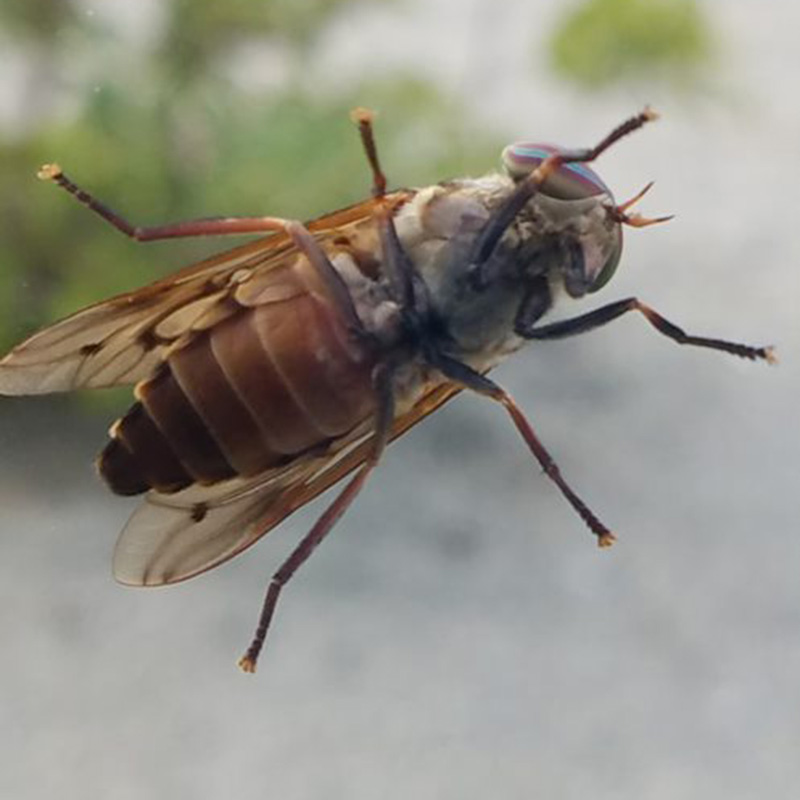 A brown fly with blue and purple eyes.