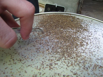 Litter beetles being pulled from being left on the screen where the sand was sifted from. Litter beetles being pulled from being left on the screen where the sand was sifted from.