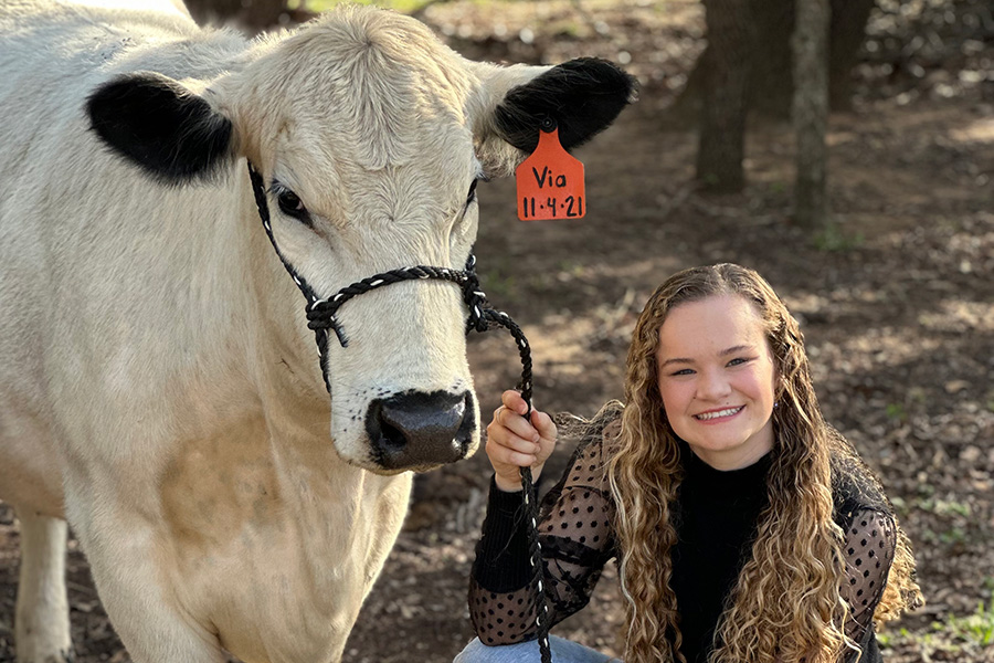 Kylie Spradling holding a cow by the leadline of a halter.