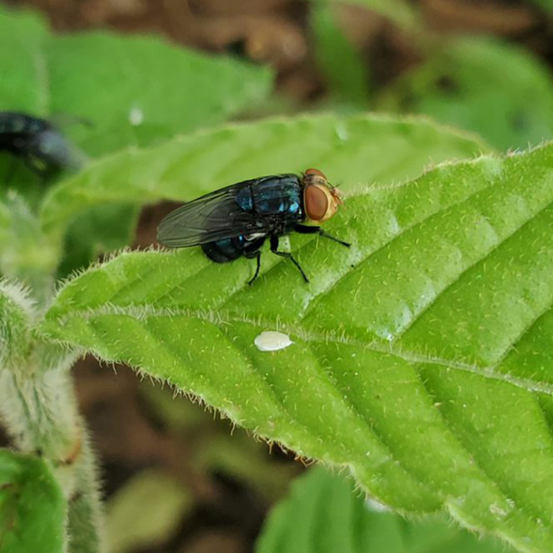 A black fly with orange eyes sitting on a leaf.