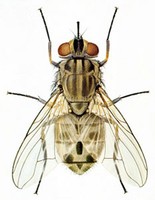 A light grey/brown colored fly on a white background.