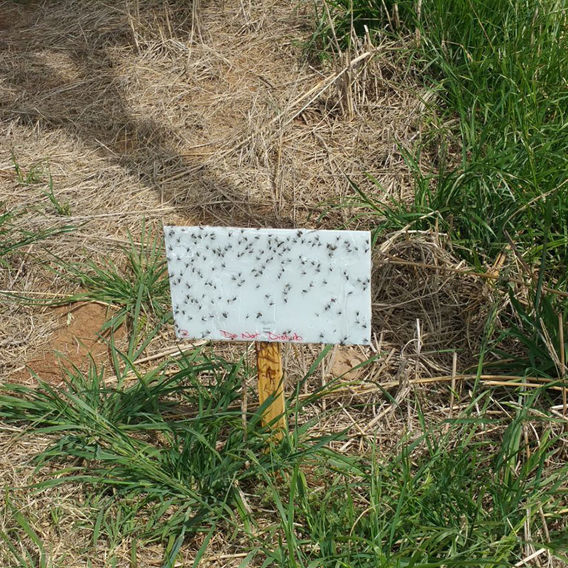 A white sticky trap with flies stuck to it.