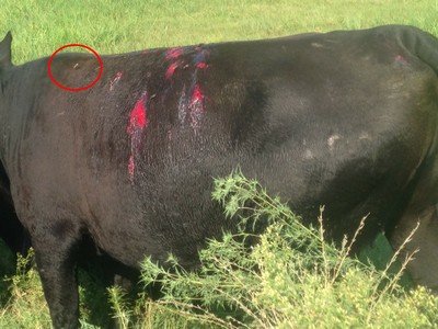 A fly (circled in red) on the side of a large black cow that is bleeding in sections of its hide.