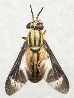 A fly with a yellow body and dark stripes on its body and wings.