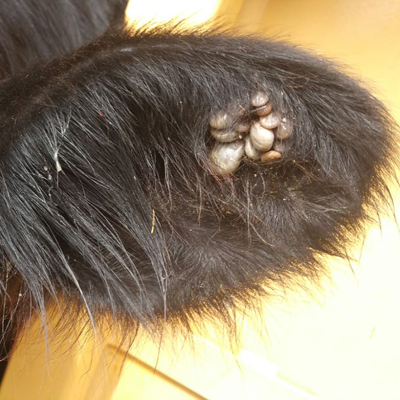 A cow ear with ticks inside.