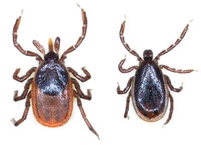 tick with black and white stripes