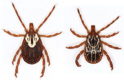 Ticks | Oklahoma State University