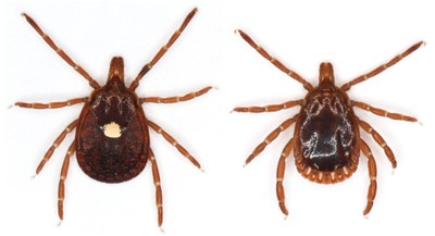 Two dark brown bugs, one with a white spot in the middle of its body and the other with a light brown ring around its body. Two dark brown bugs, one with a white spot in the middle of its body and the other with a light brown ring around its body.