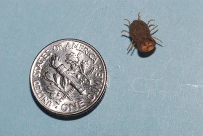 A brown bug smaller than a dime for comparison. A brown bug smaller than a dime for comparison.