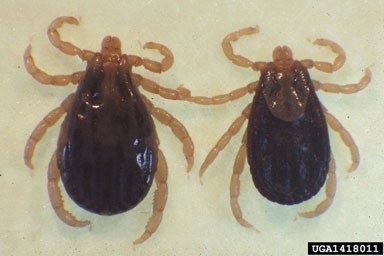 Two dark brown both with light brown legs and head. Two dark brown both with light brown legs and head.