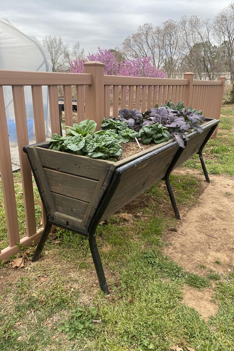 Container Gardening  Oklahoma State University