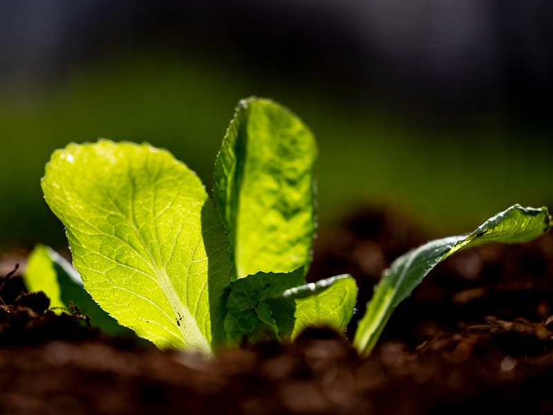 Cabbage coming up from the ground.