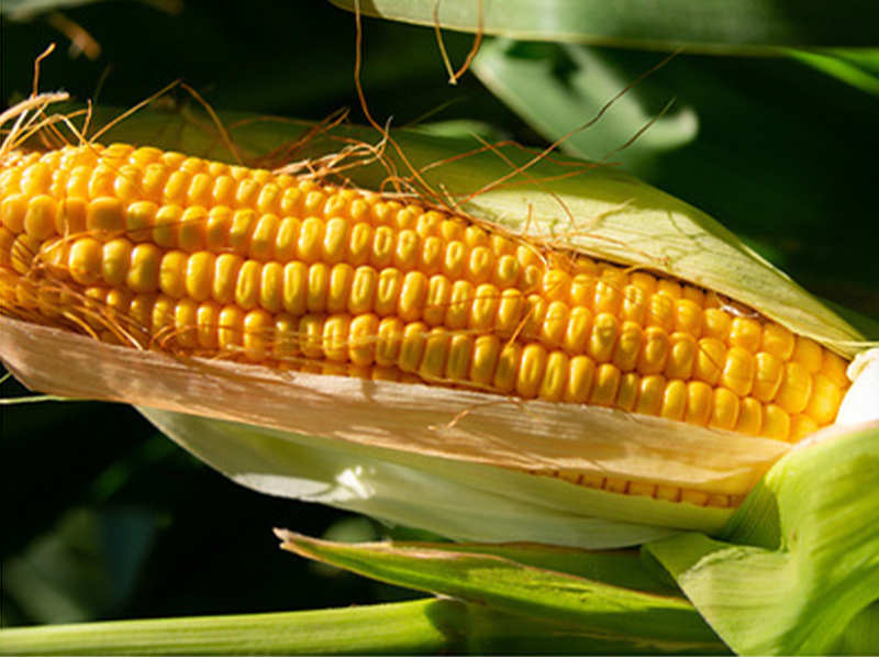 An ear of yellow corn.