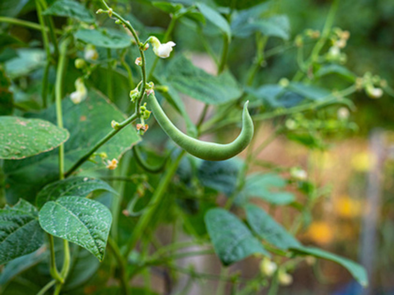 A close up of a green bean still on a bush.