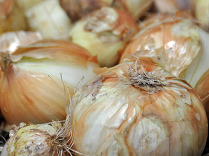 Many white onions gathered together.