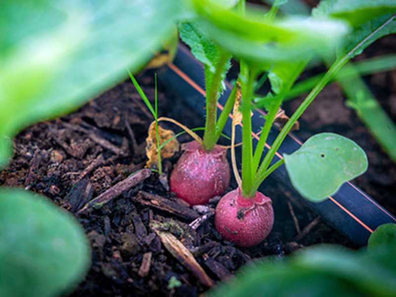 Radishes coming up out of the ground.