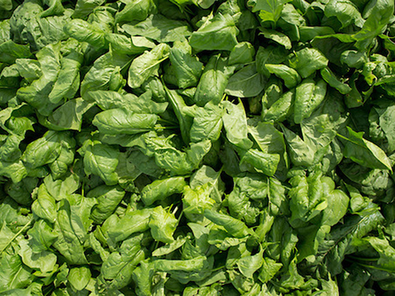 Many spinach leaves overlapping one another.