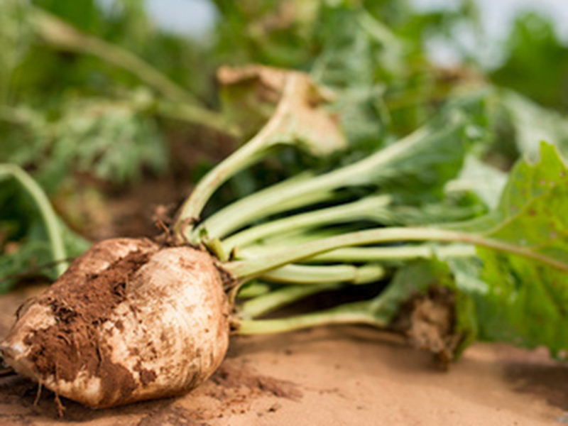 A close up of a freshly picked sugar beets.