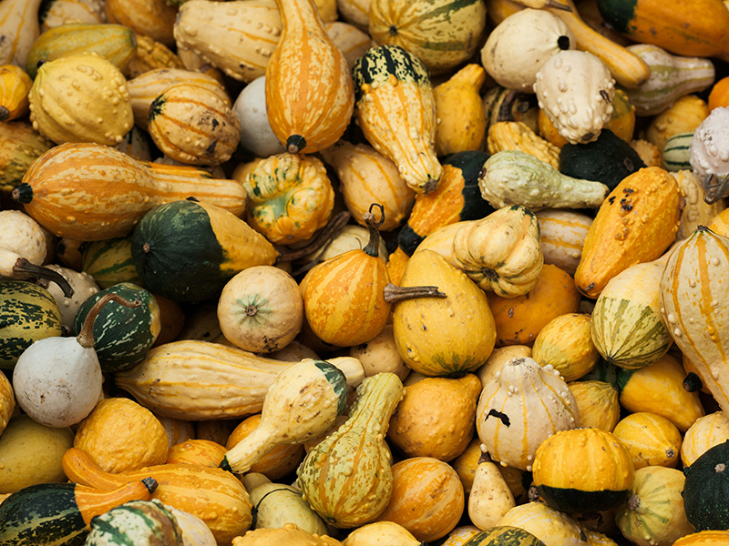 Many different varieties of winter squash laid together.